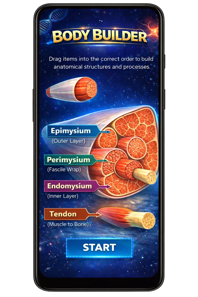 Body Builder anatomy learning game on mobile — study massage therapy on your phone