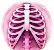 Ribcage icon — anatomy and physiology